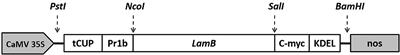 Expression of LamB Vaccine Antigen in Wolffia globosa (Duck Weed) Against Fish <mark class="highlighted">Vibriosis</mark>